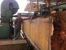 MJ3212B Big Vertical Band Saw With CNC Log Carriage Band Sawing Machine